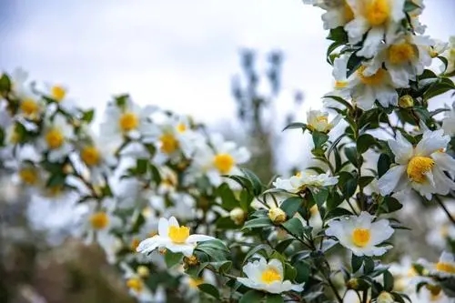 为什么蜜蜂不爱油茶花