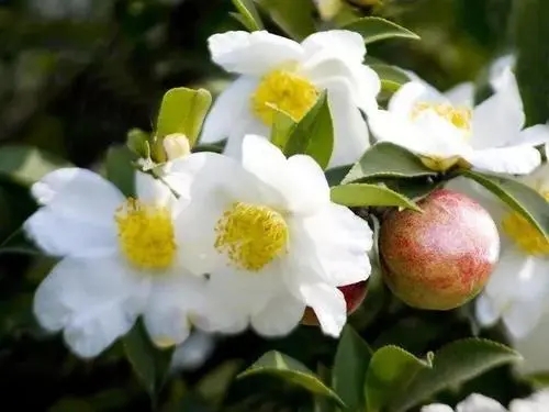 为什么蜜蜂不爱油茶花