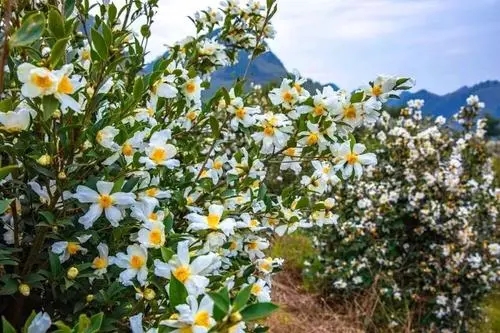 为什么蜜蜂不爱油茶花