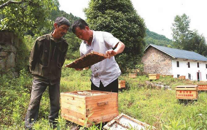 蜜蜂养殖技术