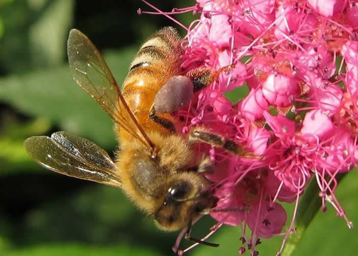 意大利蜜蜂好养还是中华蜜蜂好养（中蜂和意蜂那个更好养）