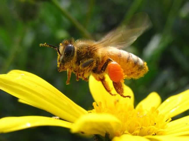 蜜蜂酿蜂蜜过程