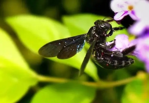 珲春黑蜂的生物特性