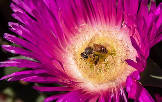 珲春黑蜂的生物特性