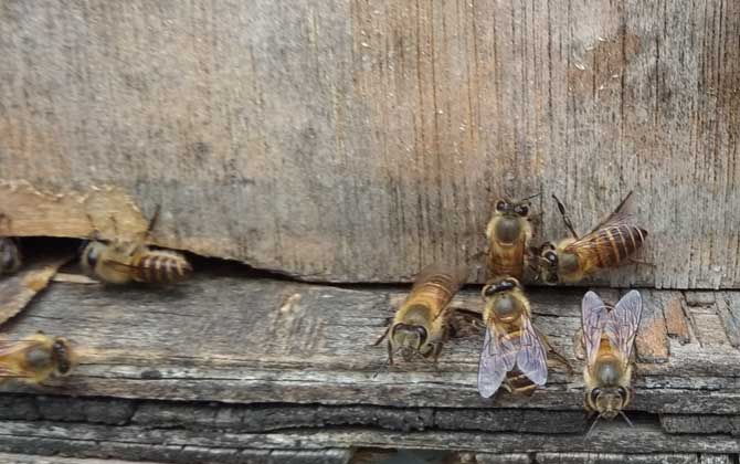 蜜蜂没蜂王他会自己造王吗