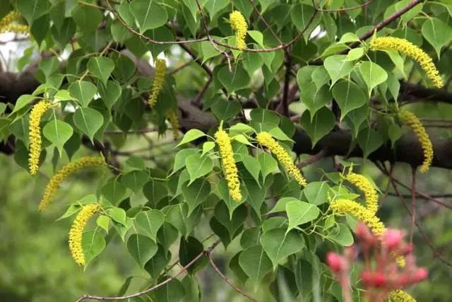 一颗桂花树可养多少蜜蜂