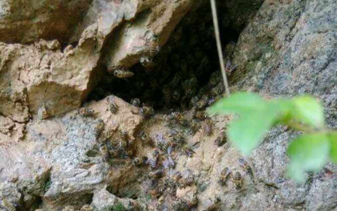 怎么找山蜜蜂（最简单找山蜜蜂方法）