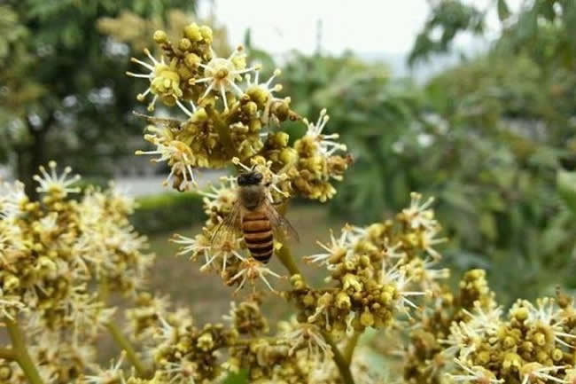 【蜜蜂知识】全国主要蜜源植物大全