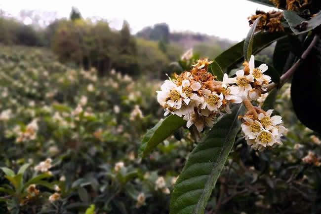 【蜜蜂知识】全国主要蜜源植物大全