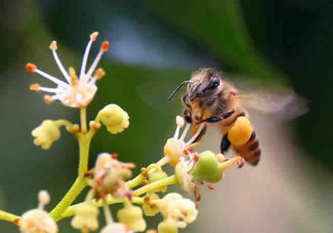 【蜜蜂知识】全国主要蜜源植物大全