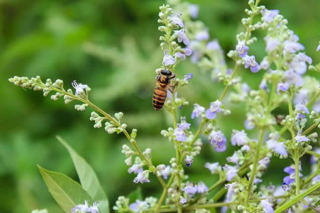 【蜜蜂知识】全国主要蜜源植物大全