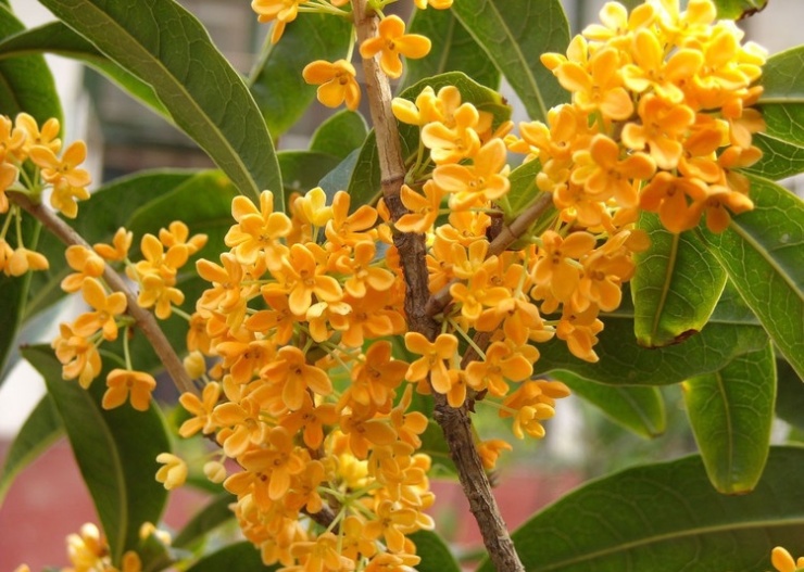 桂花蜜的特点（桂花蜜的作用及特点）