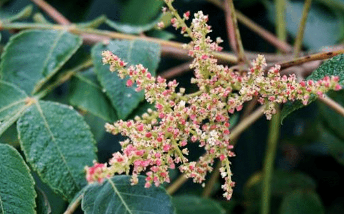 广东蜜源植物花期表（广东蜜源植物大全）