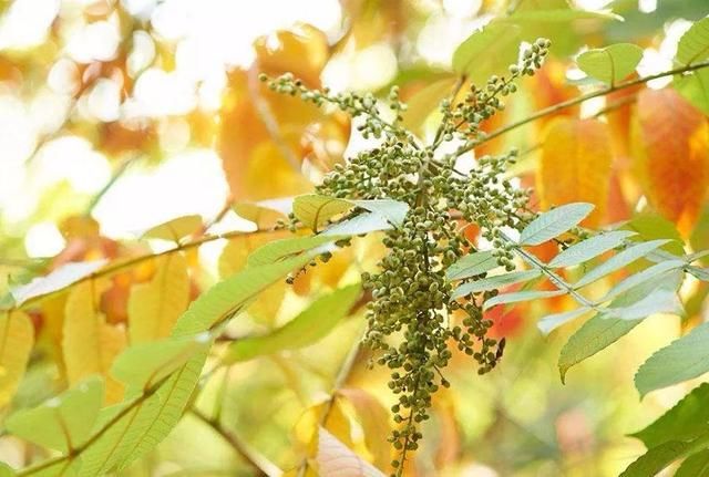 广东蜜源植物花期表（广东蜜源植物大全）