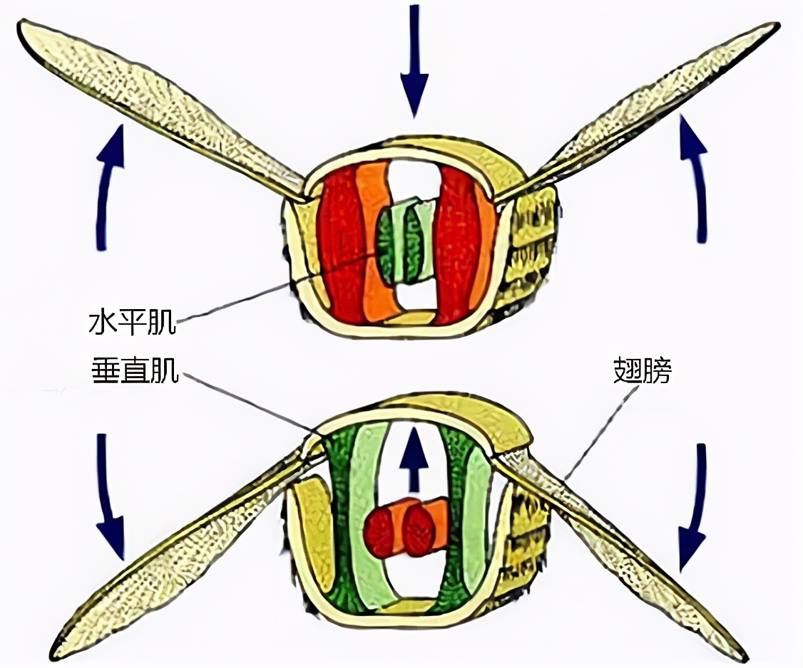 蜜蜂有几对翅膀？(蜜蜂是怎么飞上天的)