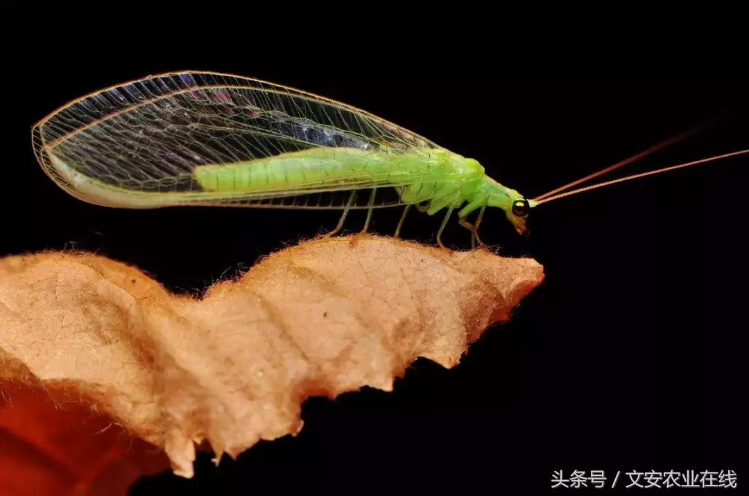 常见农业昆虫分类有哪些（农业昆虫的种类介绍）