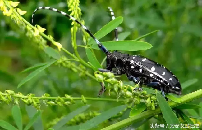 常见农业昆虫分类有哪些（农业昆虫的种类介绍）