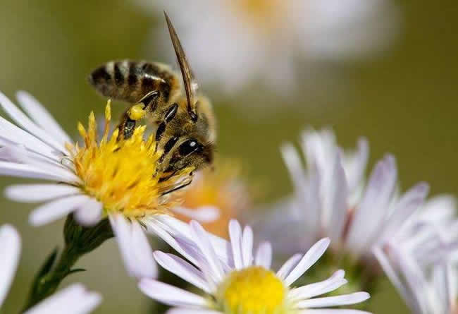 【蜜蜂知识】蜜蜂的生物学特性有哪些？