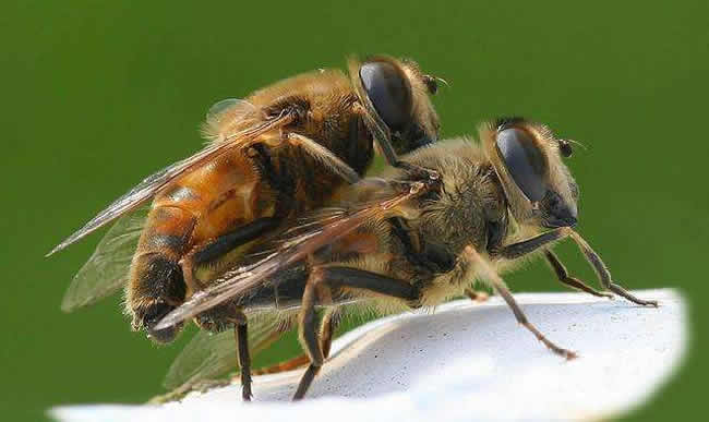 【蜜蜂知识】蜜蜂的生物学特性有哪些？