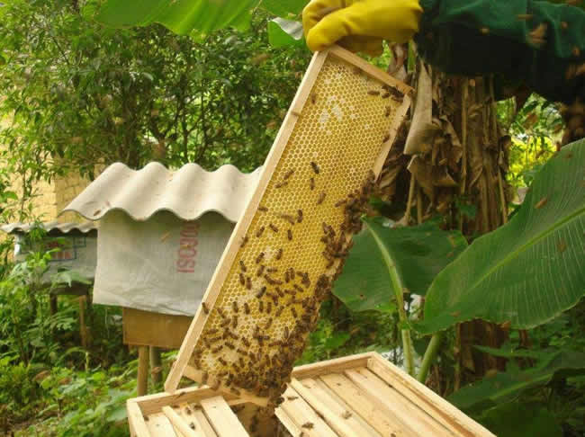 巢框和巢础有什么区别（蜜蜂巢础有什么作用）