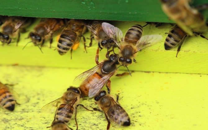 最新蜂王价格