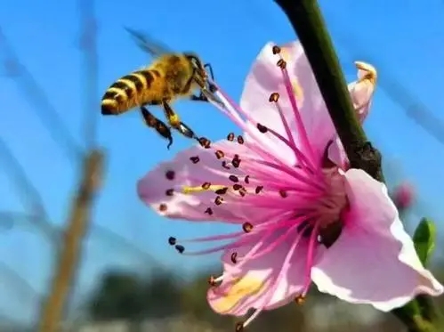 蜜蜂会采红花油茶花的蜜和粉吗（油茶花对蜜蜂的影响）