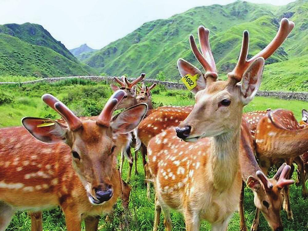 鹿角每年都会自然脱落，人类为何割鹿茸，而不是捡拾脱落的鹿角？