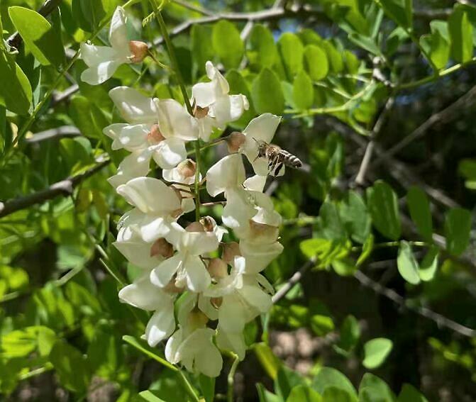 蜜蜂采花粉还是花蜜，做什么用?(带你看怎么酿变成蜂蜜)