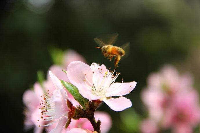 蜜蜂为什么要叫蜜蜂（蜜蜂的名称定义和物种介绍）