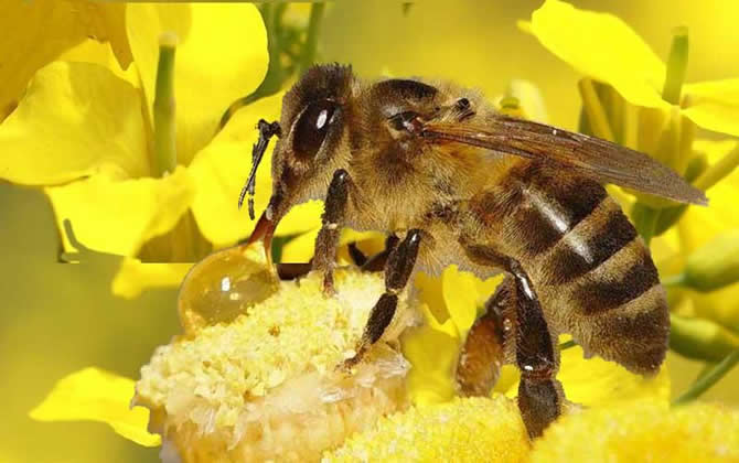 蜜蜂采花蜜