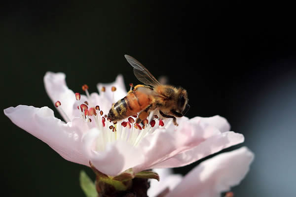 【蜜蜂知识】蜜蜂生活环境的特性