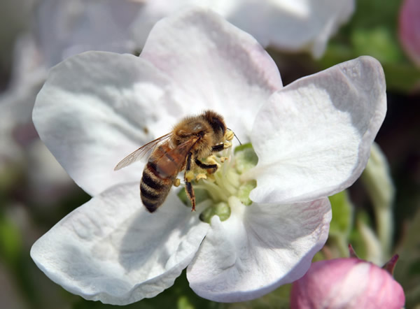 【蜜蜂知识】蜜蜂生活环境的特性