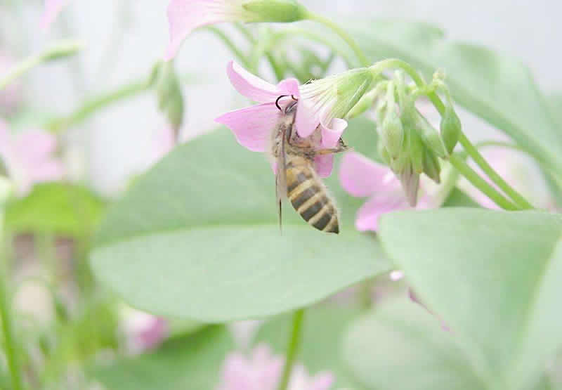 如何诱捕别人家的蜜蜂到蜂箱来?