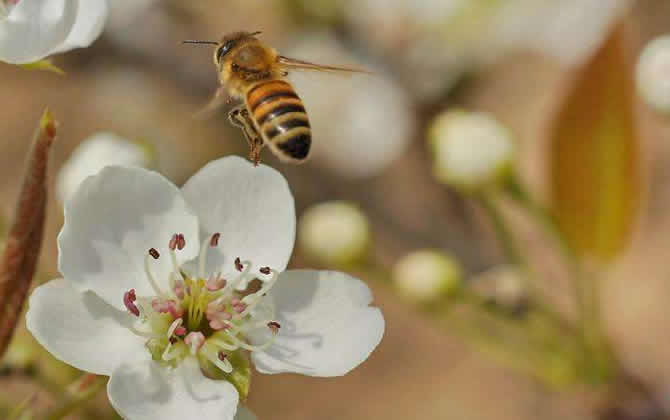 蜜蜂酿蜜