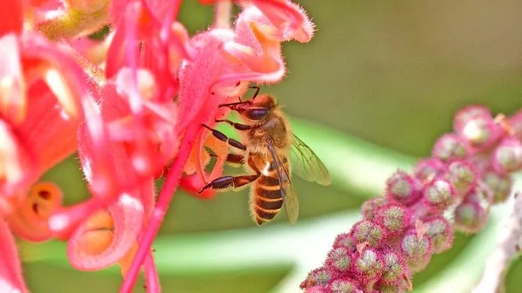 蜂蜜和花蜜的主要区别是什么（蜂蜜和花蜜有什么区别）