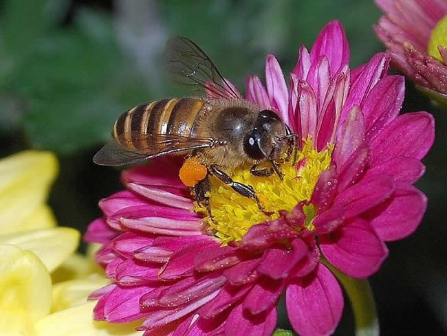 蜜蜂养殖100箱利润