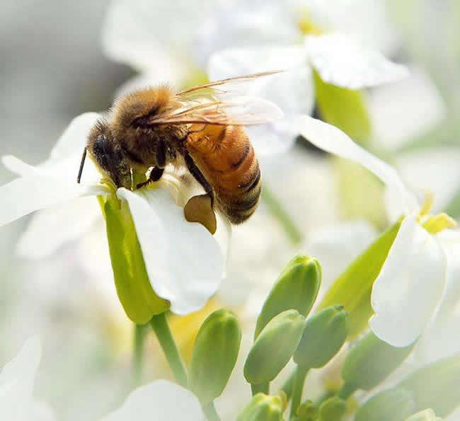 三步教你入门养蜂