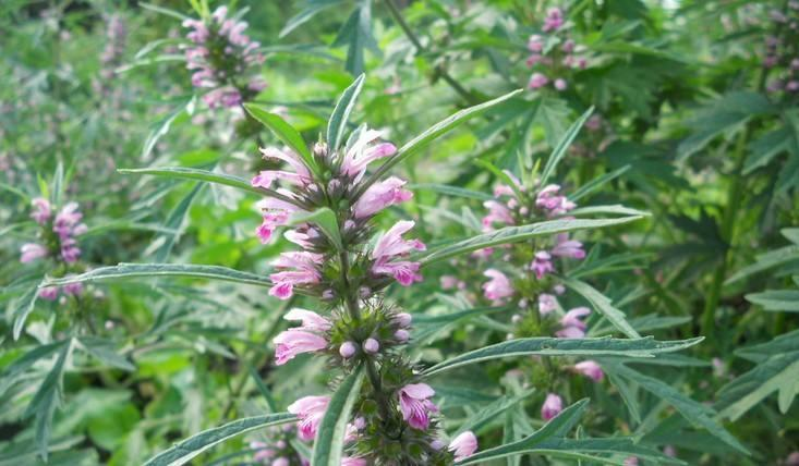 益母草是蜜源植物吗（益母草是什么植物）