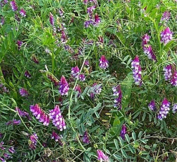 苕子是什么植物（苕子花要达到什么温度流蜜）