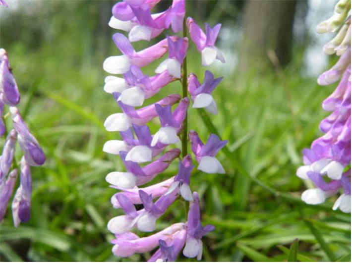 苕子是什么植物（苕子花要达到什么温度流蜜）