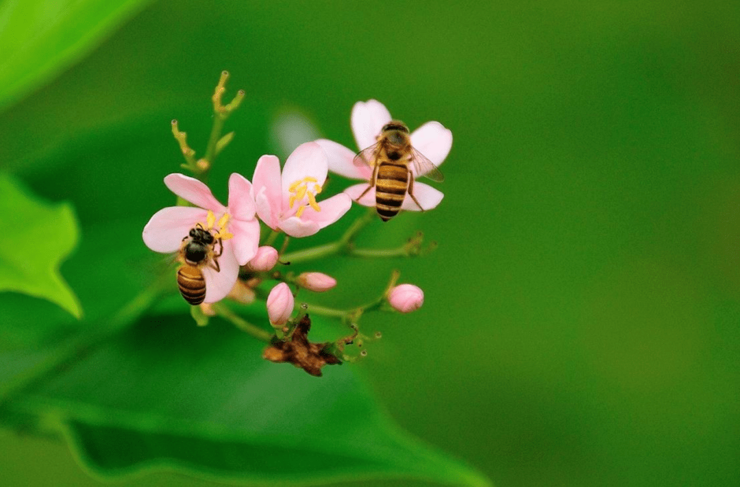 想养蜂从这些基础做起（新手养蜂入门及注意事项）