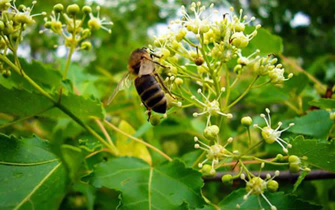 黑蜂