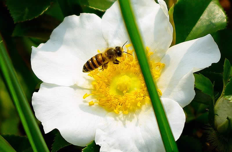 一箱蜜蜂两个蜂王可以吗？