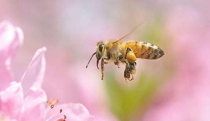 一箱蜜蜂两个蜂王可以吗？