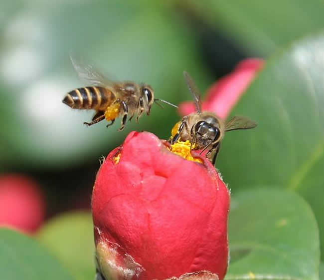 一箱蜜蜂一年能分几箱?