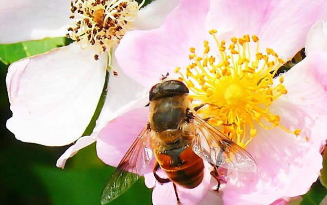 蜜蜂养殖