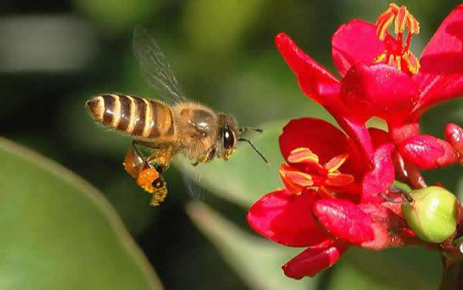 蜜蜂养殖