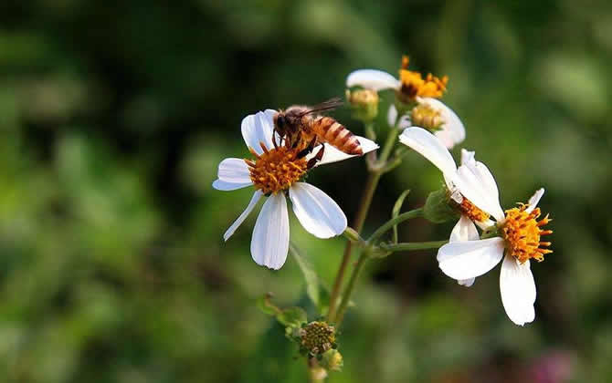 蜜蜂养殖