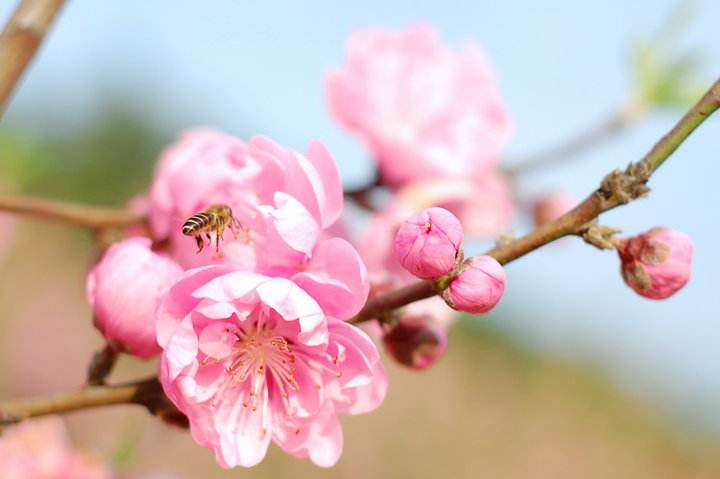 关于蜜蜂的知识有哪些？