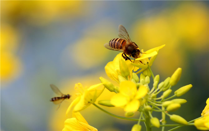 油菜花蜂蜜是什么颜色